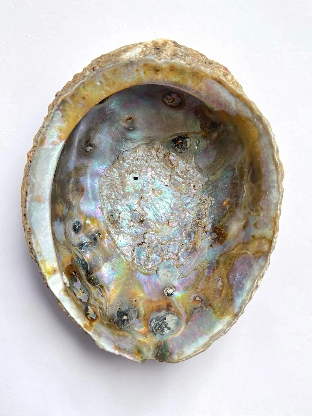 Large 5 1/4 Beautiful Abalone Shell Barnacles